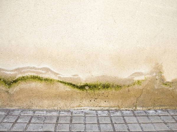 mold growth from water damages