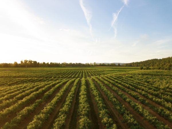 farm field